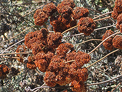 Eastern Mojave Buckwheat (Eriogonum fasciculatum var. foliolosum) at A Very Successful Garden Center
