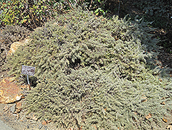 Montara California Sagebrush (Artemisia californica 'Montara') at A Very Successful Garden Center