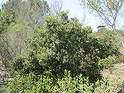 San Diego Mountain Mahogany (Cercocarpus minutiflorus) at A Very Successful Garden Center