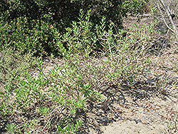 California Brittlebush (Encelia californica) at Stonegate Gardens