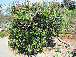 Lemonade Berry (Rhus integrifolia) at Stonegate Gardens