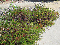 Dana Point Buckwheat (Eriogonum fasciculatum 'Dana Point') at A Very Successful Garden Center