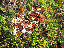 Dana Point Buckwheat (Eriogonum fasciculatum 'Dana Point') at Lakeshore Garden Centres