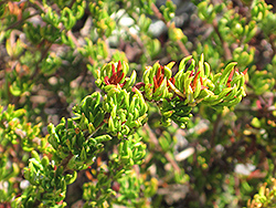 Dana Point Buckwheat (Eriogonum fasciculatum 'Dana Point') at A Very Successful Garden Center