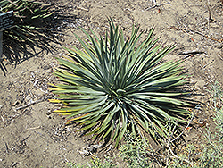 Chaparral Yucca (Hesperoyucca whipplei) at A Very Successful Garden Center