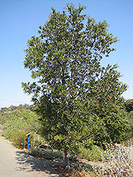 Tonyon (Heteromeles arbutifolia) at Lakeshore Garden Centres