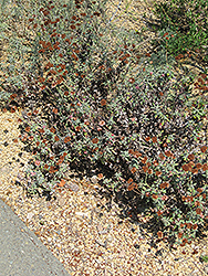 Red Buckwheat (Eriogonum grande var. rubescens) at A Very Successful Garden Center