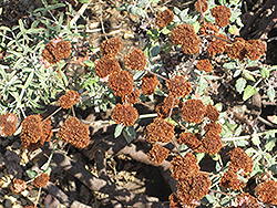 Red Buckwheat (Eriogonum grande var. rubescens) at Lakeshore Garden Centres