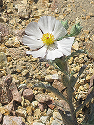 Mojave Prickly Poppy (Argemone corymbosa) at A Very Successful Garden Center
