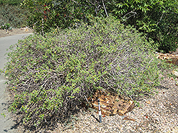 Black Sage (Salvia mellifera) at A Very Successful Garden Center