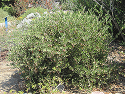 Jojoba (Simmondsia chinensis) at A Very Successful Garden Center