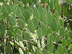 Jojoba (Simmondsia chinensis) at Lakeshore Garden Centres