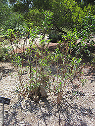 Mule Fat (Baccharis salicifolia) at A Very Successful Garden Center