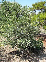 Canyon Live Oak (Quercus chrysolepis) at A Very Successful Garden Center