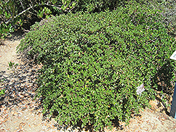 Yankee Point California Lilac (Ceanothus griseus 'Yankee Point') at Lakeshore Garden Centres