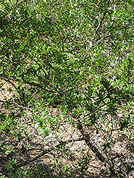 Ramona Lilac (Ceanothus tomentosa 'Ramona') at Stonegate Gardens