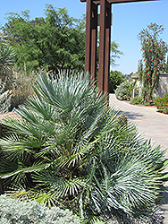 Blue Mediterranean Fan Palm (Chamaerops humilis var. cerifera) at Stonegate Gardens