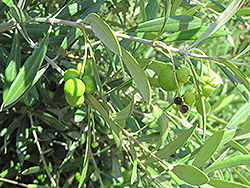 Little Ollie® Dwarf Olive (Olea europaea 'Montra') at Stonegate Gardens