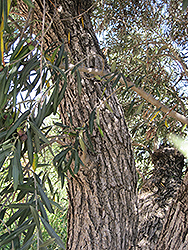 Common Olive (Olea europaea) at A Very Successful Garden Center