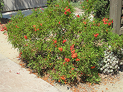 Crimson Flare Esperanza (Tecoma 'Crimson Flare') at A Very Successful Garden Center