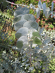 Baby Blue Silver-leaved Mountain Gum (Eucalyptus pulverulenta 'Baby Blue') at A Very Successful Garden Center