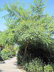 Tipu Tree (Tipuana tipu) at A Very Successful Garden Center