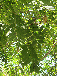 Tipu Tree (Tipuana tipu) at A Very Successful Garden Center