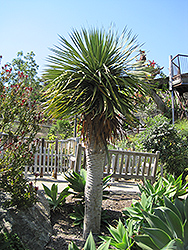 Dragon Tree (Dracaena draco) at A Very Successful Garden Center