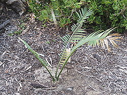 Waxen Cycad (Encephalartos cerinus) at A Very Successful Garden Center