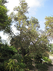 Cunningham's Banksia (tree form) (Banksia spinulosa var. cunninghamii (tree form)) at Stonegate Gardens