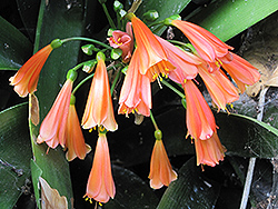 Hybrid Clivia (Clivia x cyrtanthiflora) at Lakeshore Garden Centres