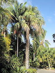 Sonoran Palmetto (Sabal uresana) at A Very Successful Garden Center