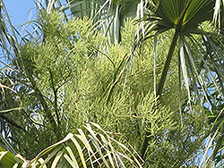 Sonoran Palmetto (Sabal uresana) at A Very Successful Garden Center