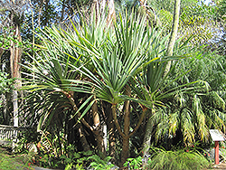 Common Screw Pine (Pandanus utilis) at A Very Successful Garden Center