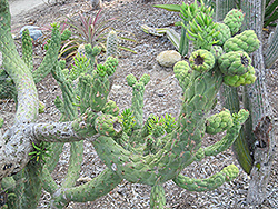 Cane Cactus (Opuntia cylindrica) at A Very Successful Garden Center