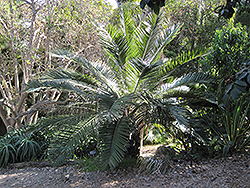 Chilean Wine Palm (Jubaea chilensis) at Lakeshore Garden Centres