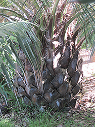 Chilean Wine Palm (Jubaea chilensis) at A Very Successful Garden Center