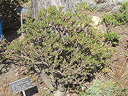 Hobbit Jade Plant (Crassula ovata 'Hobbit') at A Very Successful Garden Center