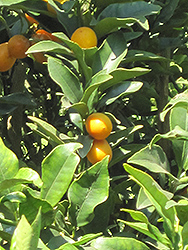 Meiwa Kumquat (Fortunella crassifolia 'Meiwa') at Lakeshore Garden Centres