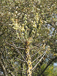 Boojum Tree (Fouquieria columnaris) at Lakeshore Garden Centres