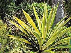 Mediopicta Mauritius Hemp (Furcraea foetida 'Mediopicta') at Stonegate Gardens