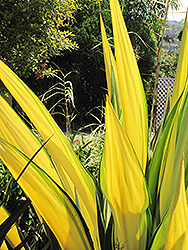 Mediopicta Mauritius Hemp (Furcraea foetida 'Mediopicta') at A Very Successful Garden Center