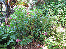 Tree Fuchsia (Fuchsia arborescens) at A Very Successful Garden Center