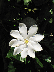 White Gardenia (Gardenia thunbergia) at A Very Successful Garden Center