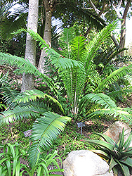 Poor Man's Cycad (Encephalartos villosus) at A Very Successful Garden Center