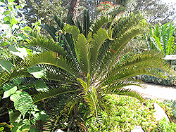 Long-leaved Cycad (Encephalartos longifolius) at A Very Successful Garden Center