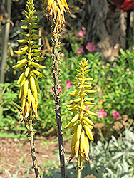Aloe Vera Barbadensis (Aloe vera 'Barbadensis') at A Very Successful Garden Center