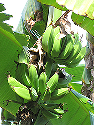 Orinoco Banana (Musa 'Orinoco') at A Very Successful Garden Center