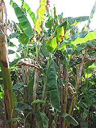 Orinoco Banana (Musa 'Orinoco') at A Very Successful Garden Center