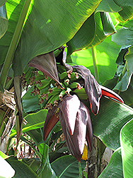 Dwarf Puerto Rico Red Banana (Musa acuminata 'Dwarf Puerto Rico Red') at A Very Successful Garden Center